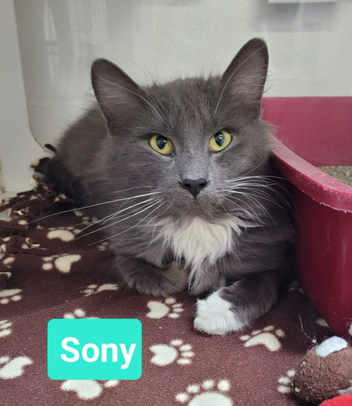 picture of the cat needing adoption