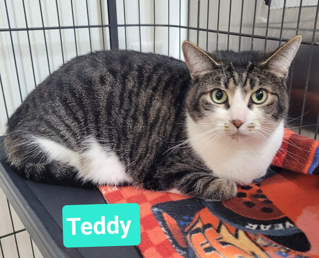 Teddy Image