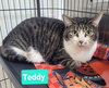 Teddy - Photo 1