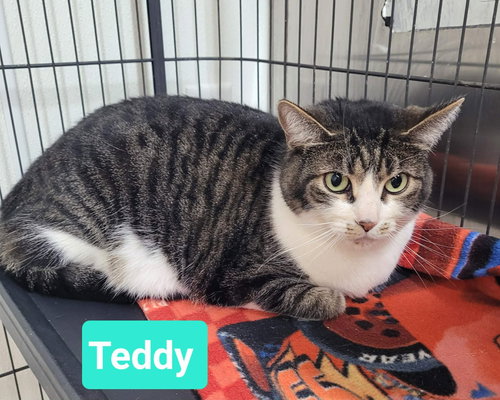 TEDDY - Domestic Short Hair available for adoption