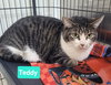 Teddy - Photo 3