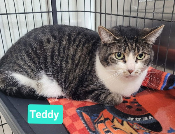Teddy