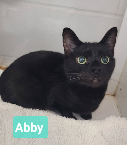 picture of the cat needing adoption
