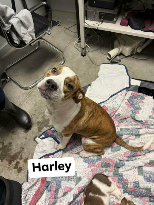 Harley, an adoptable Boxer in Richmond, IN