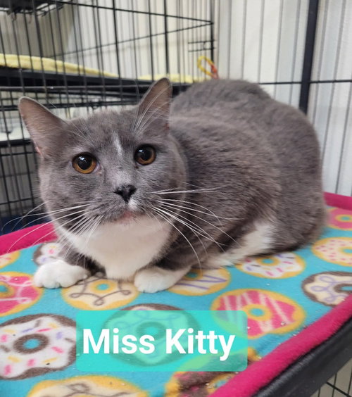 picture of the cat needing adoption