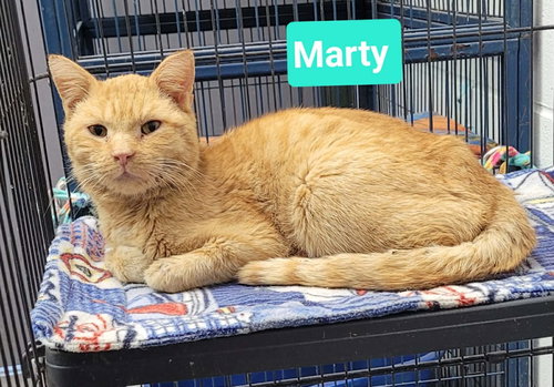 Marty, Adult Domestic Short Hair / Mixed, cat for adoption in Huber Heights, Ohio