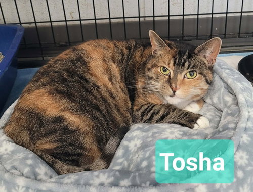 picture of the cat needing adoption
