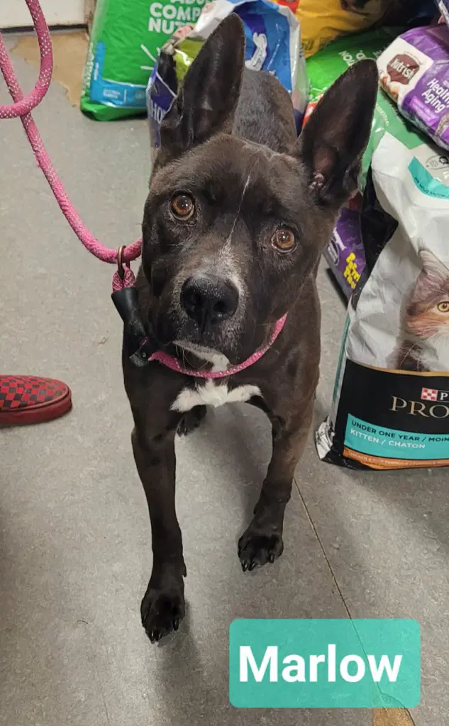 Marlow - Pit Bull Terrier