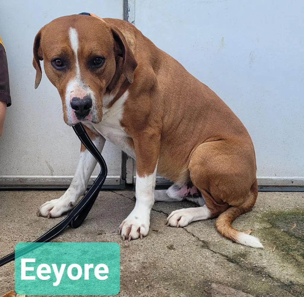 Eeyore image 2