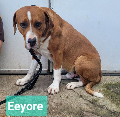 Photo 2 of Eeyore