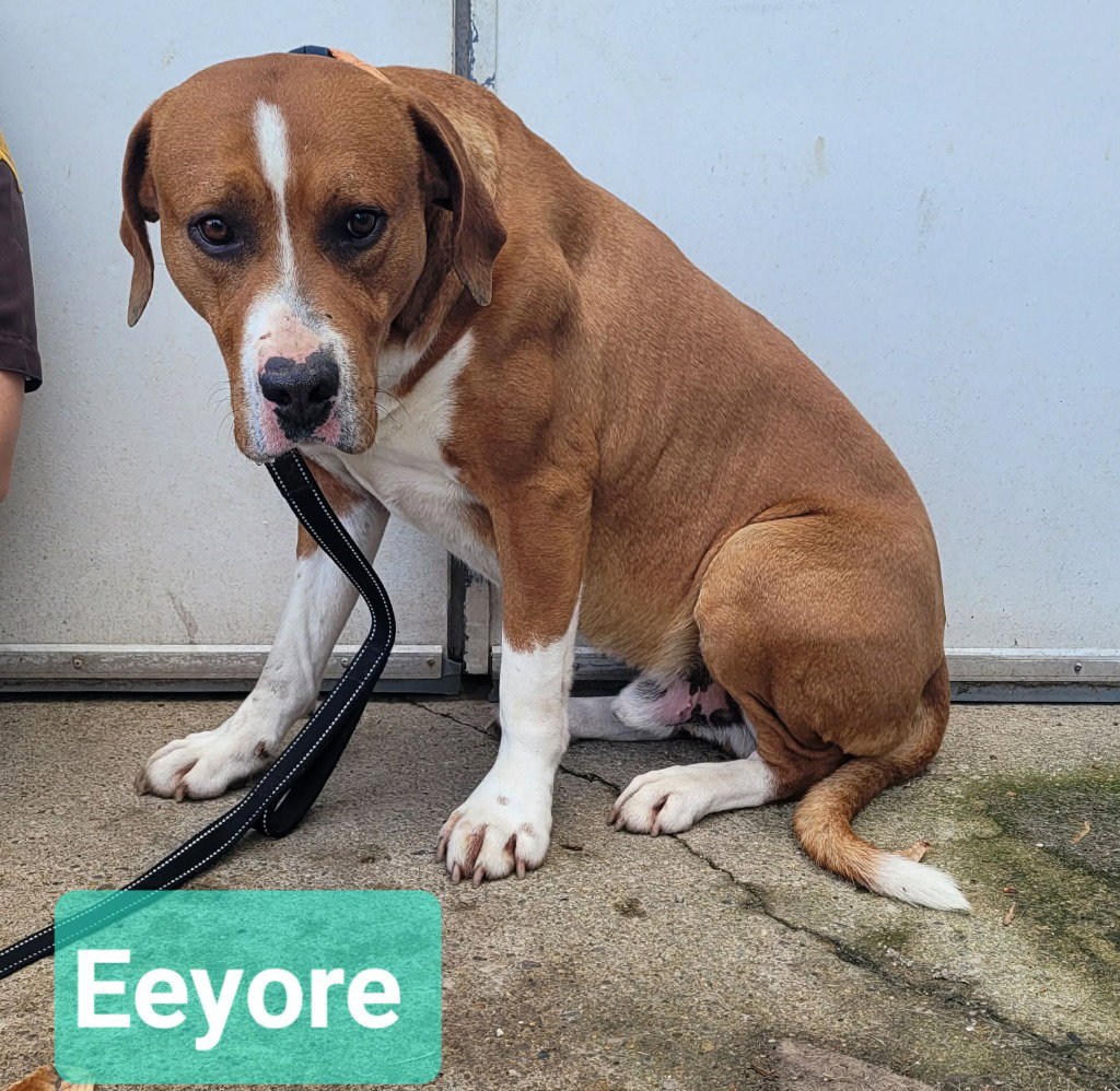 Eeyore, photo 4