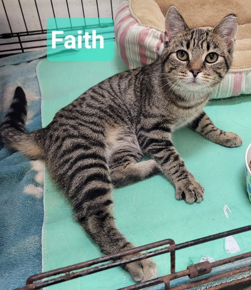 Faith, an adoptable Domestic Short Hair in Richmond, IN