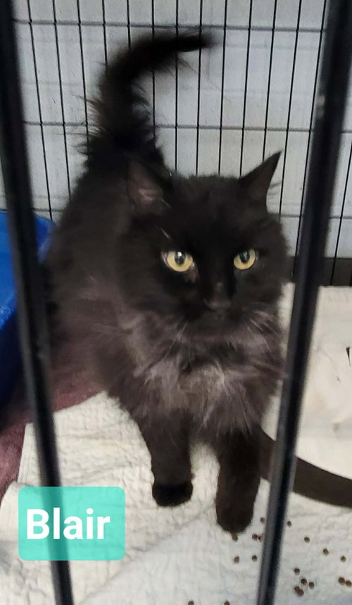 Blair, an adoptable Domestic Medium Hair in Richmond, IN