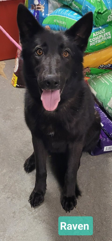 Raven, an adoptable Shepherd in Richmond, IN