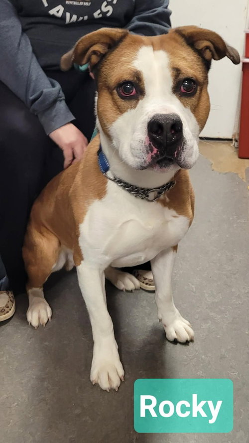 Rocky, an adoptable Boxer in Richmond, IN