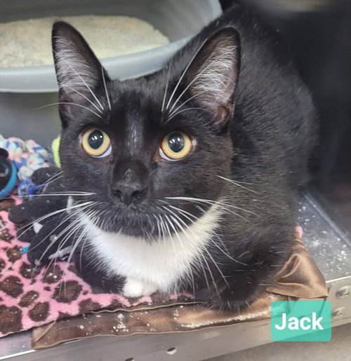 Jack, an adoptable Domestic Short Hair in Richmond, IN