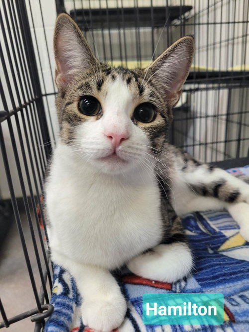 Hamilton, an adoptable Domestic Short Hair in Richmond, IN