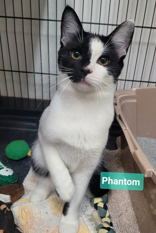 Phantom, an adoptable Domestic Short Hair in Richmond, IN
