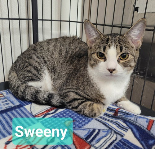 Sweeny, an adoptable Domestic Short Hair in Richmond, IN