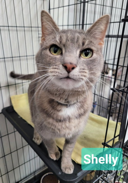 Shelly, an adoptable Domestic Short Hair in Richmond, IN