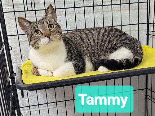 Tammy, an adoptable Domestic Short Hair in Richmond, IN