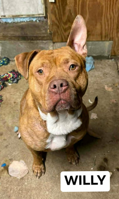 Willy, an adoptable American Staffordshire Terrier in Richmond, IN