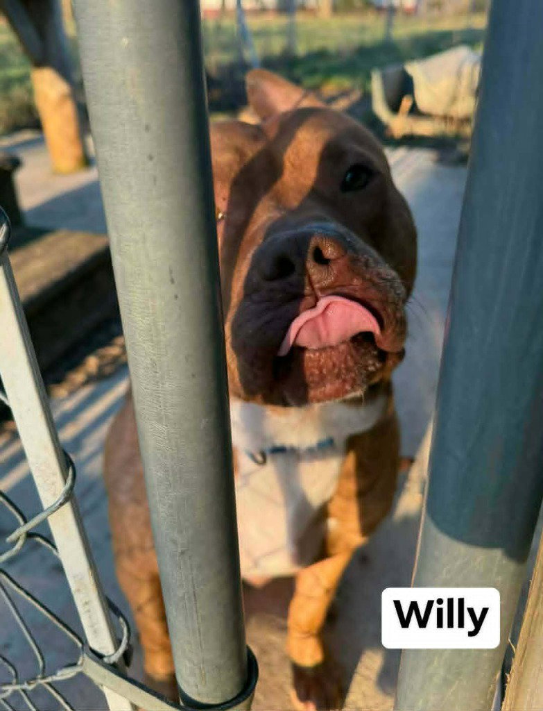 Willy