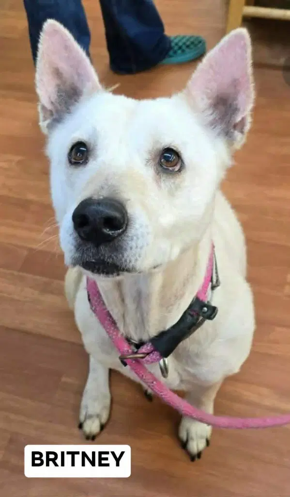 Britney - Australian Cattle Dog/Blue Heeler