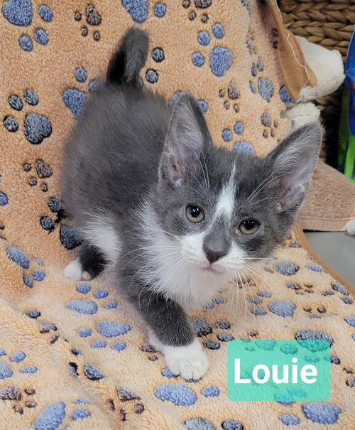 picture of the cat needing adoption