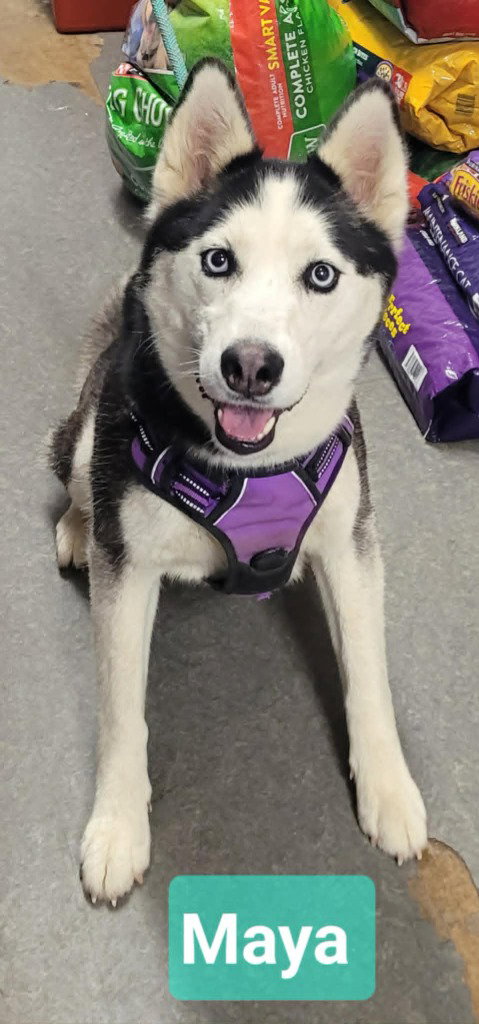 Maya