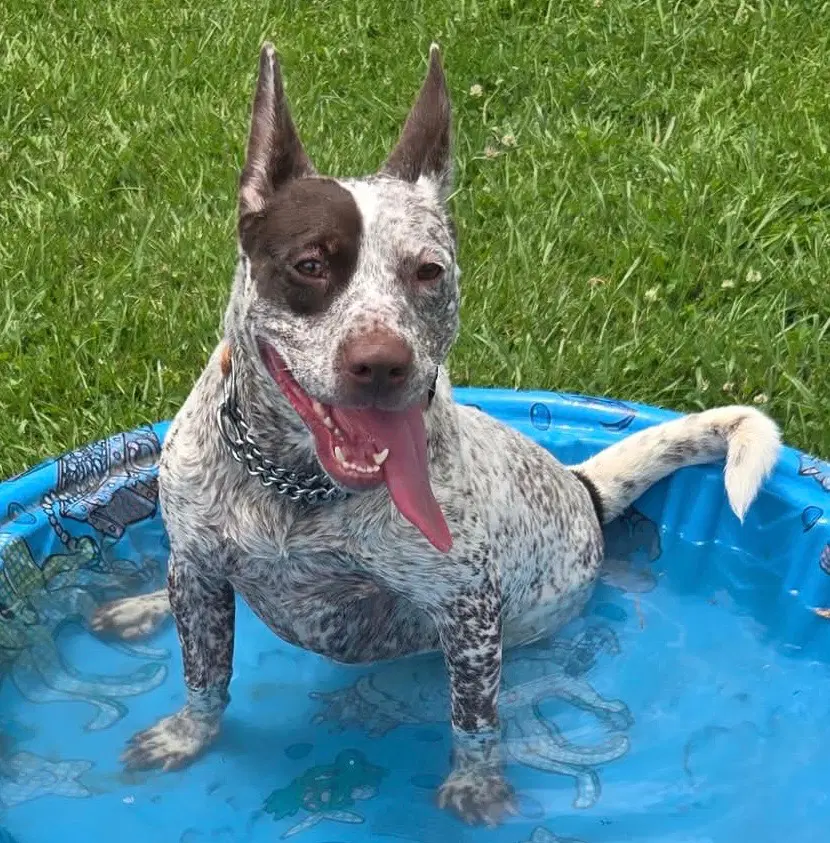 Talulah - Australian Cattle Dog/Blue Heeler