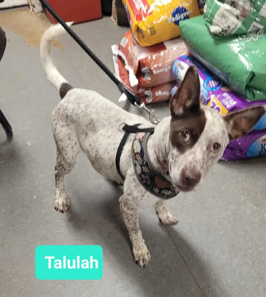 Talulah image 2