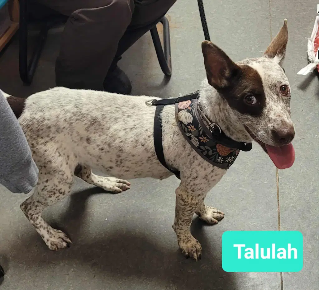 Talulah image 3