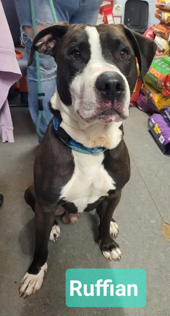 Ruffian - Pit Bull Terrier