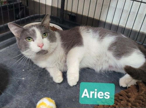 Aries, Adult Domestic Short Hair / Mixed, cat for adoption in Anderson, Indiana