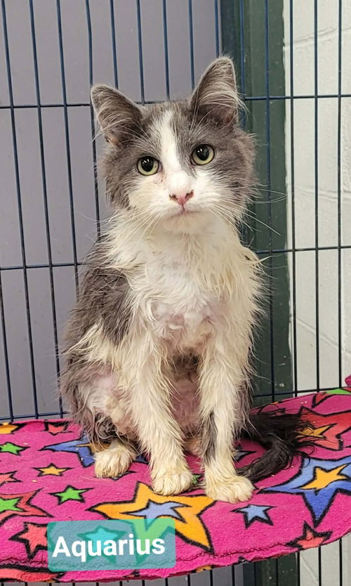 Aquarius, an adoptable Domestic Medium Hair in Richmond, IN