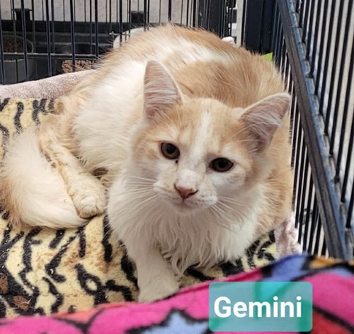 Gemini, an adoptable Domestic Medium Hair in Richmond, IN