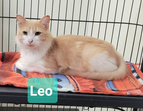 Leo, an adoptable Domestic Medium Hair in Richmond, IN