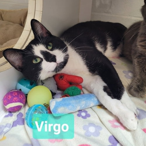 Virgo, an adoptable Domestic Short Hair in Richmond, IN