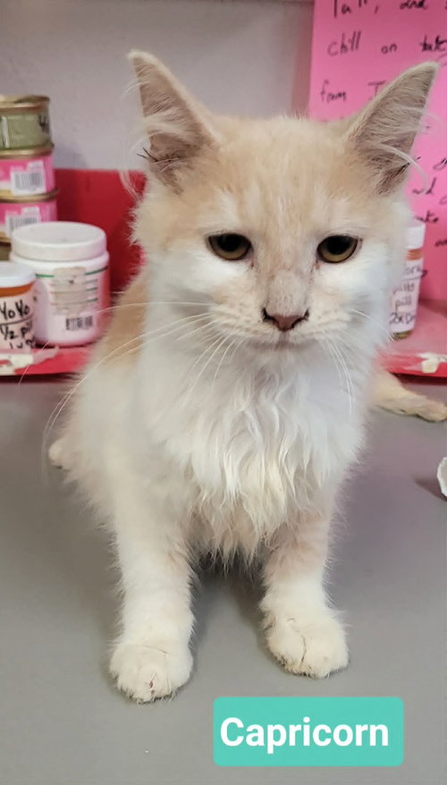 Capricorn, an adoptable Domestic Medium Hair in Richmond, IN