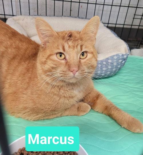Marcus, an adoptable Domestic Short Hair in Richmond, IN