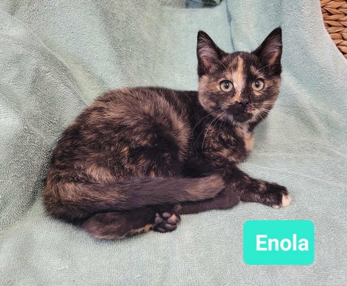 Enola-Sponsored, an adoptable Domestic Short Hair in Richmond, IN
