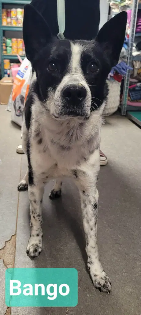 Banjo - Border Collie