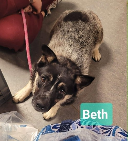 Beth, an adoptable Australian Cattle Dog in Richmond, IN