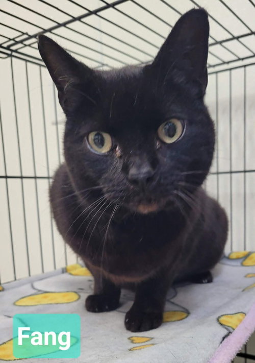 Fang, an adoptable Domestic Short Hair in Richmond, IN