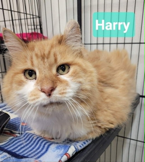 Harry, an adoptable Domestic Medium Hair in Richmond, IN