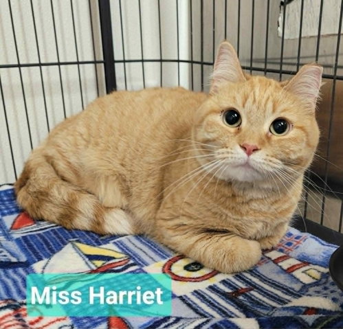 Miss Harriet, an adoptable Domestic Short Hair in Richmond, IN