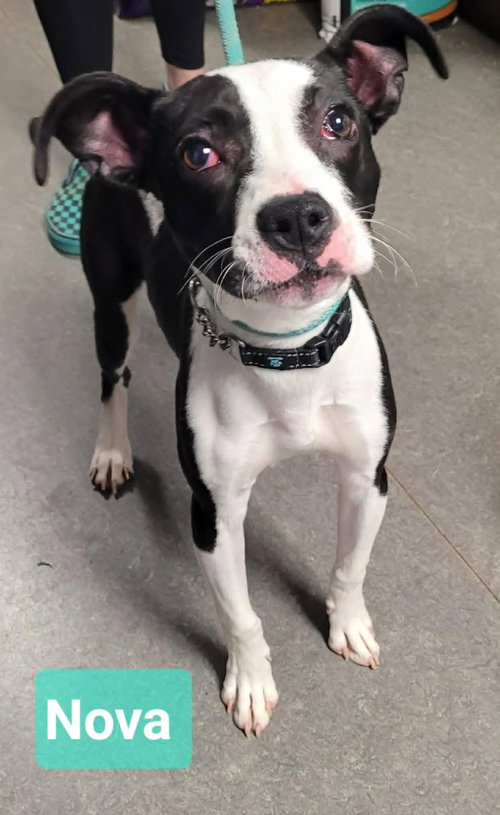Nova, an adoptable American Staffordshire Terrier in Richmond, IN