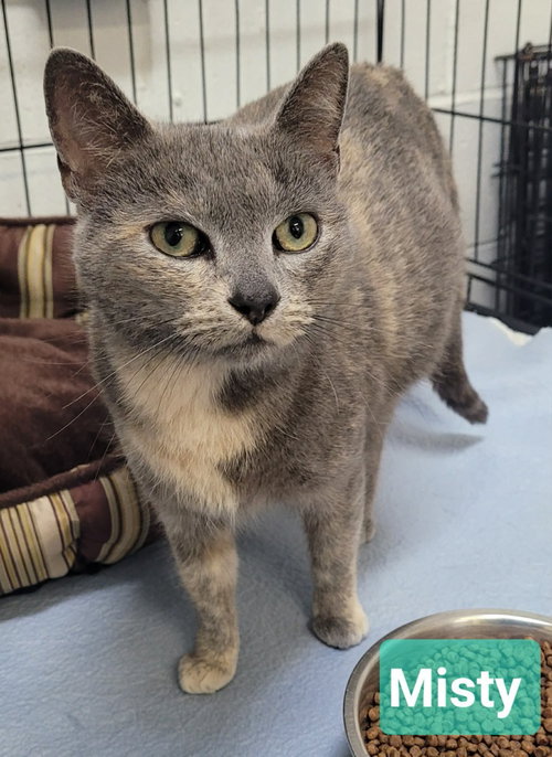 Misty, an adoptable Domestic Short Hair in Richmond, IN