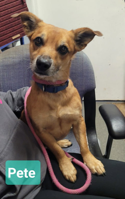 Pete, an adoptable Chihuahua in Richmond, IN